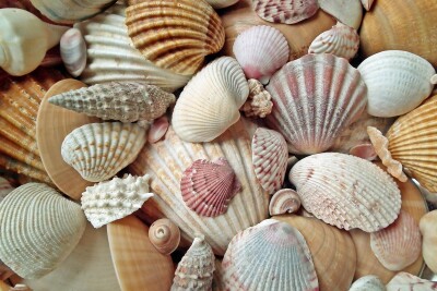 Muscheln