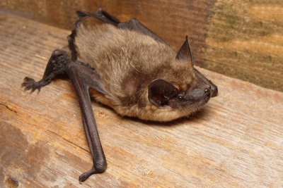 Breitflügelfledermaus