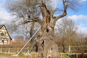 1000-jährige Eiche Nöbdenitz