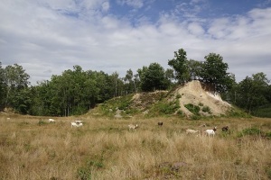 Beweidung Drosener Schuttgruben