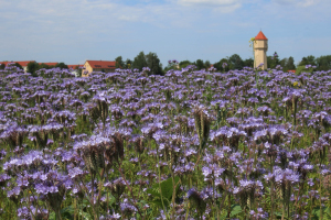 Bei Wintersdorf